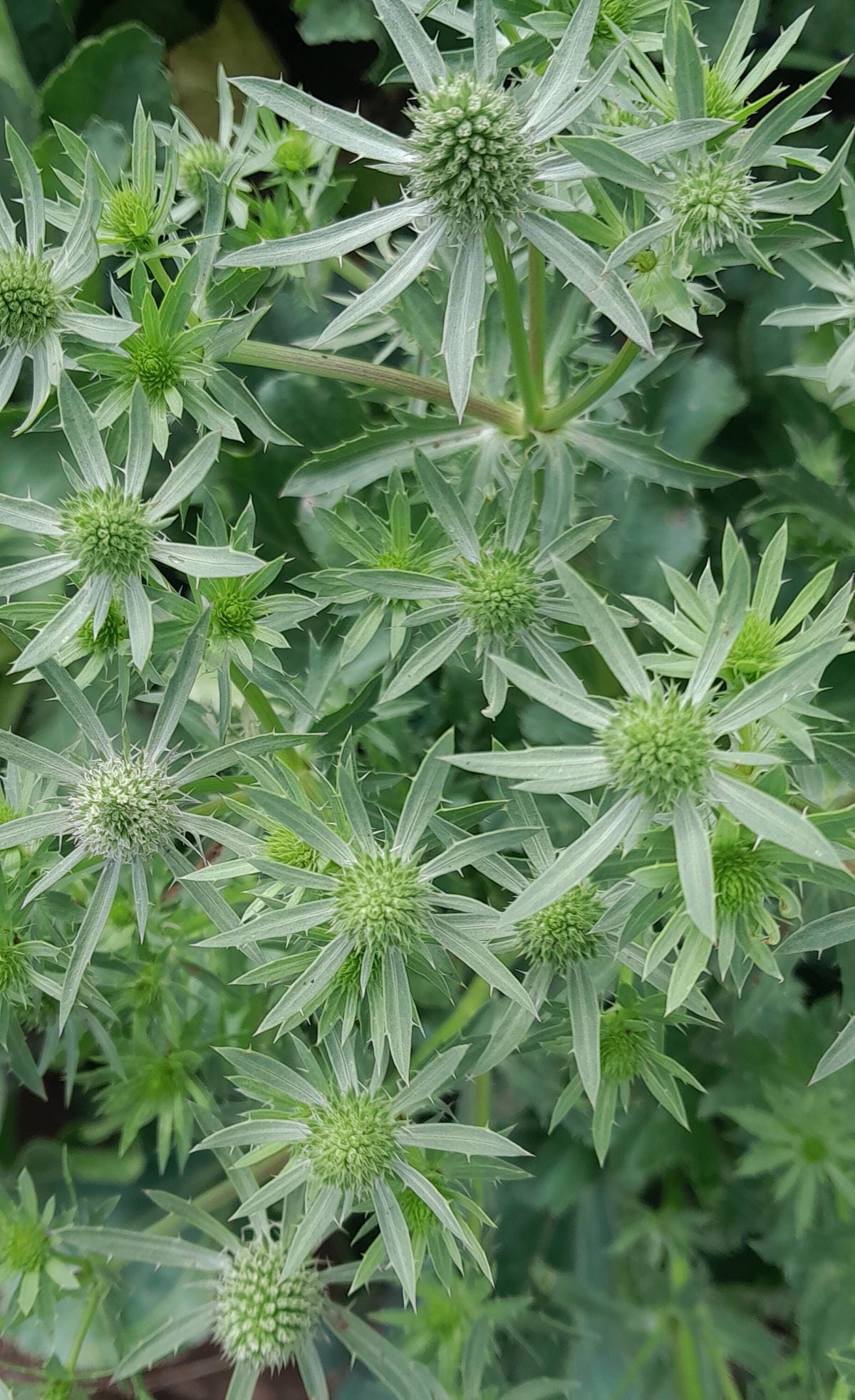 Eryngium.jpg