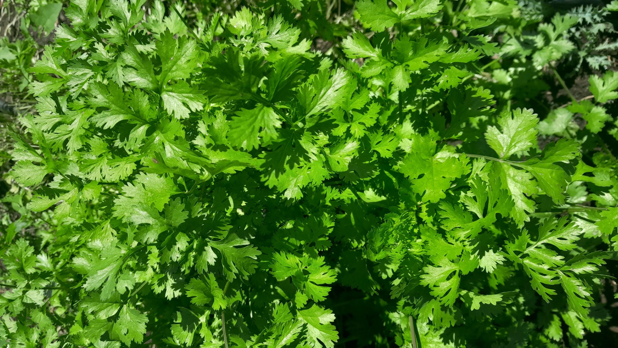 Coriander.jpg