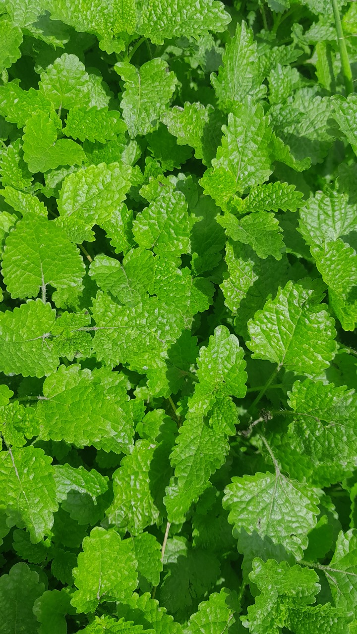 PRODUCT- MELISSA.jpg