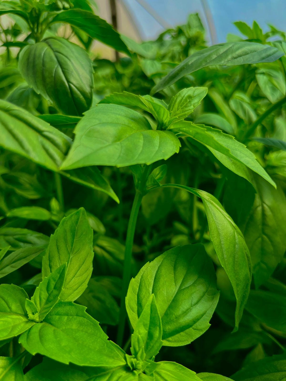 PRODUCT-BASIL.jpg